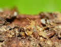 Termite Royalty Free Stock Photo