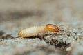 Termite worker walking on concrete surface seeking food Royalty Free Stock Photo