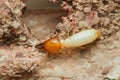 Termite worker walking on damaged wood surface Royalty Free Stock Photo
