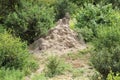 Termites anthill in Tanzania