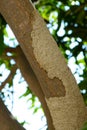 Termites attack living trees and build mud tubes Royalty Free Stock Photo