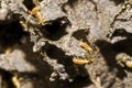 Termites Colony