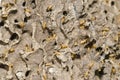 Termites Colony