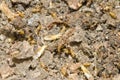 Termites Colony