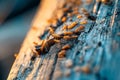 Termites crawling on wood in a house, causing damage and infestation Royalty Free Stock Photo