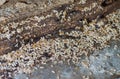 Termites Royalty Free Stock Photo