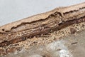 Termites Royalty Free Stock Photo