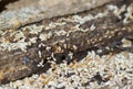 Termites Royalty Free Stock Photo