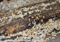 Termites Royalty Free Stock Photo
