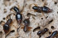 Termites destroying wood from the ground Royalty Free Stock Photo