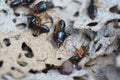 Termites destroying wood from the ground Royalty Free Stock Photo