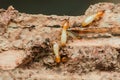 Termites destroying wood in house, causing structural damage Royalty Free Stock Photo