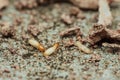 Termites destroying wood in house, causing structural damage Royalty Free Stock Photo
