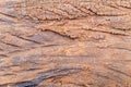 Termites devour timber