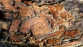 Termites eat wood Royalty Free Stock Photo