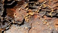 Termites eat wood Royalty Free Stock Photo