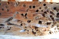 Termites eat wood Royalty Free Stock Photo