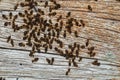 Close up termites eating the Old wood of the house.