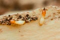 Termites are eating wood, causing damage to house structure Royalty Free Stock Photo