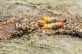 Termites eating wood, causing structural damage to house Royalty Free Stock Photo