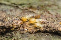 Termites eating wood destroying a house structure Royalty Free Stock Photo