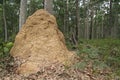 Termites Hill