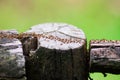 Termites immigrants in forest