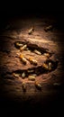 Termites Infesting Dark Brown Wood Close Up Royalty Free Stock Photo