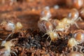 Termites insects in colony