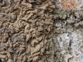 Termites nest. Royalty Free Stock Photo