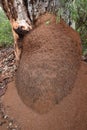 Termites nest in Boranup forest Western Australia