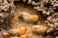 Termites nesting