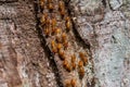 the soldier termite of soil eaters Royalty Free Stock Photo