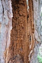 Termites strangled wood. The trunk of a tree in a forest