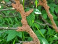termites on the tree Royalty Free Stock Photo