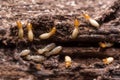 Termites or white ants Royalty Free Stock Photo