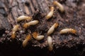 Termites or white ants Royalty Free Stock Photo