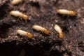 Termites or white ants