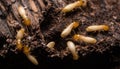 Termites or white ants Royalty Free Stock Photo