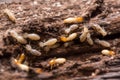 Termites or white ants Royalty Free Stock Photo