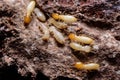 Termites or white ants Royalty Free Stock Photo