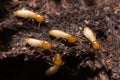 Termites or white ants Royalty Free Stock Photo