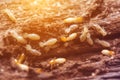 Termites or white ants Royalty Free Stock Photo