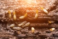 Termites or white ants