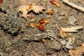 Termites or white ants destroyed Royalty Free Stock Photo