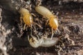 Termites