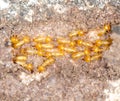 Termites or white ants