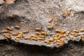 Termites Royalty Free Stock Photo