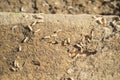 Termites working over old wooden beam Royalty Free Stock Photo