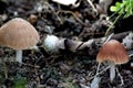 Termitomyces fuliginosus Heim